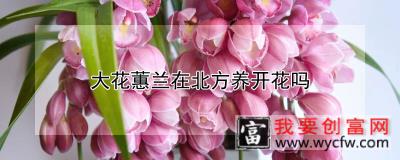 大花蕙兰在北方养开花吗