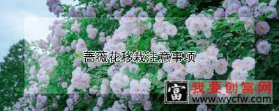 蔷薇花移栽注意事项