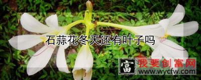 石蒜花冬天还有叶子吗