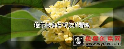 桂花树老枝可以扦插吗