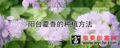 阳台藿香的种植方法