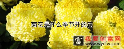 菊花是什么季节开的花