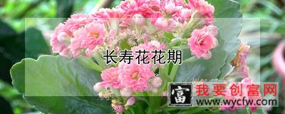 长寿花花期