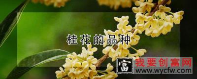 桂花的品种