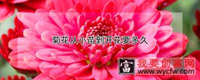 菊花从小苗到开花要多久