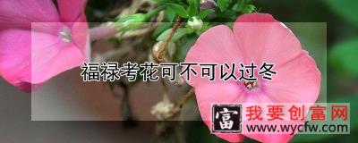 福禄考花可不可以过冬