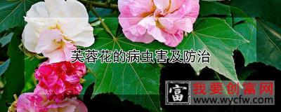 芙蓉花的病虫害及防治