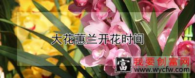 大花蕙兰开花时间