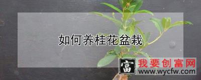 如何养桂花盆栽