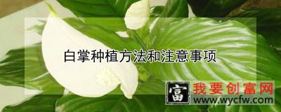 白掌种植方法和注意事项