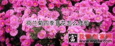 荷兰菊四季开花怎么修剪