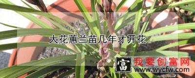 大花蕙兰苗几年才开花