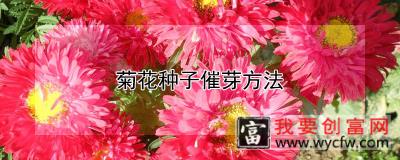 菊花种子催芽方法