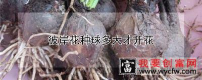 彼岸花种球多大才开花