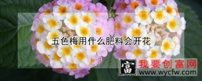 五色梅用什么肥料会开花