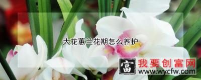 大花蕙兰花期怎么养护