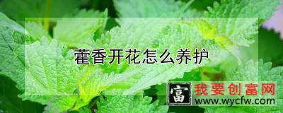 藿香开花怎么养护