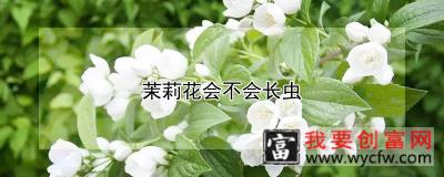 茉莉花会不会长虫