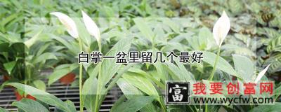 白掌一盆里留几个最好