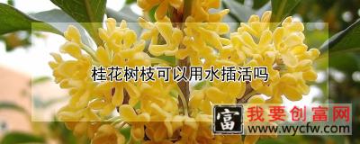 桂花树枝可以用水插活吗