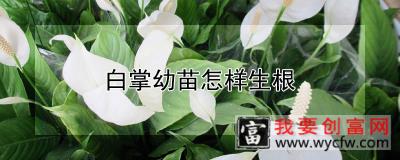 白掌幼苗怎样生根