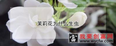 茉莉花为什么生虫