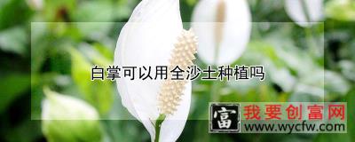 白掌可以用全沙土种植吗