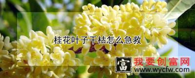 桂花叶子干枯怎么急救