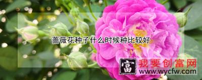 蔷薇花种子什么时候种比较好