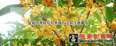 盆栽四季桂花的<a href=https://www.wycfw.com/e/tags/?tagid=63 target=_blank class=infotextkey><a href=https://www.wycfw.com/yangzhi/ target=_blank class=infotextkey>养殖</a></a>方法和注意事项