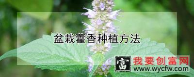 盆栽藿香种植方法