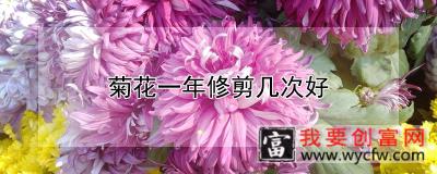 菊花一年修剪几次好