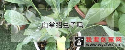 白掌招虫子吗