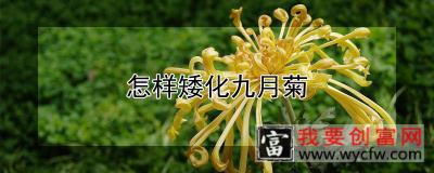 怎样矮化九月菊