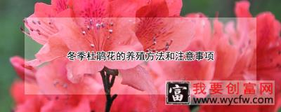 冬季杜鹃花的养殖方法和注意事项