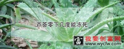 芦荟零下几度能冻死