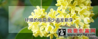 扦插的桂花多少天发新芽