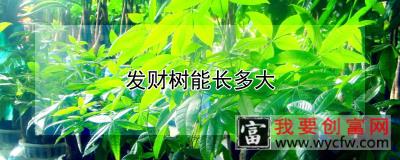 发财树能长多大