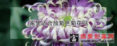 家里适合放紫色菊花吗