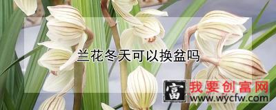 兰花冬天可以换盆吗