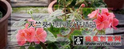 天竺葵11月可以扦插吗