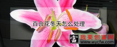 百合花冬天怎么处理