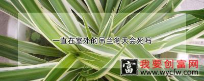 一直在室外的吊兰冬天会死吗