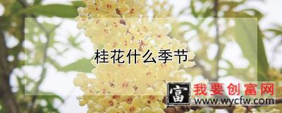 桂花什么季节