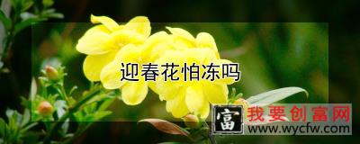 迎春花怕冻吗