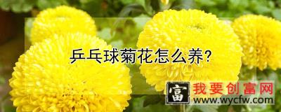 乒乓球菊花怎么养？