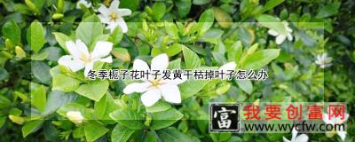 冬季栀子花叶子发黄干枯掉叶子怎么办