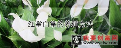 红掌白掌的养殖方法