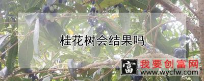 桂花树会结果吗