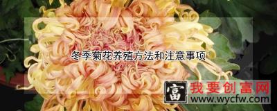 冬季菊花养殖方法和注意事项